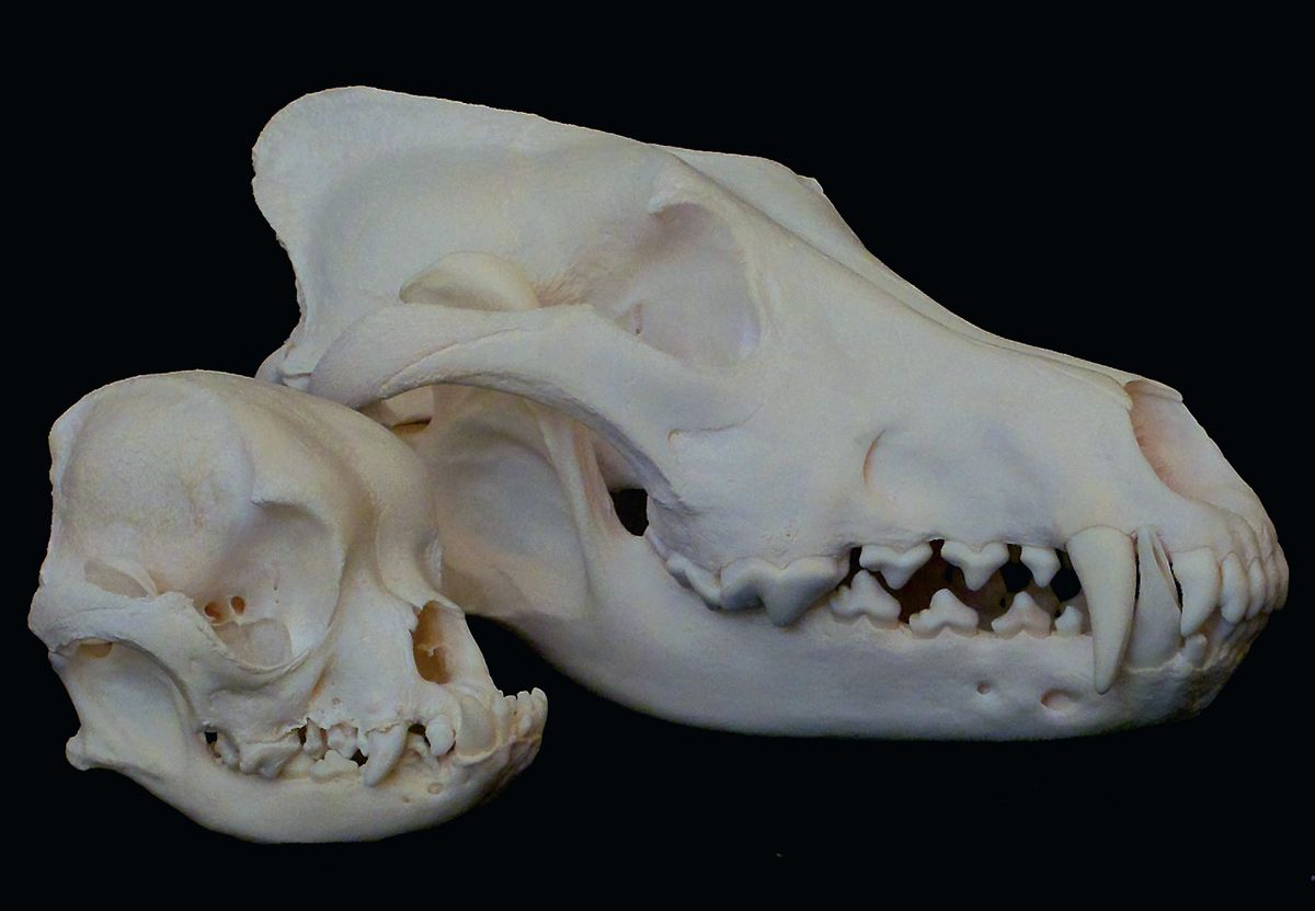 Canine skulls