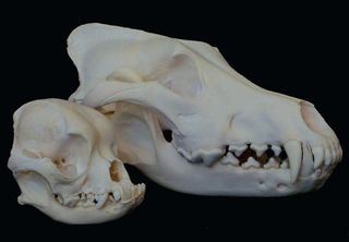 Canine skulls