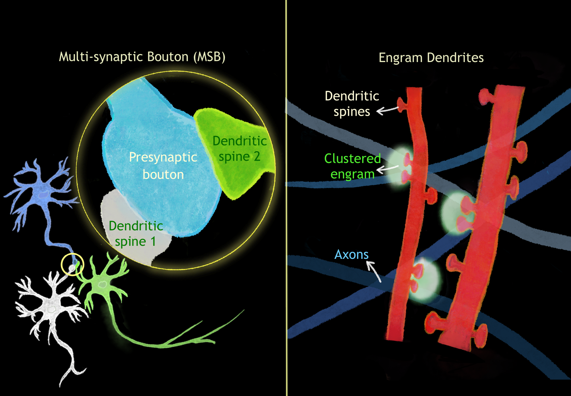 An illustration of neurons in the brain and a mouse