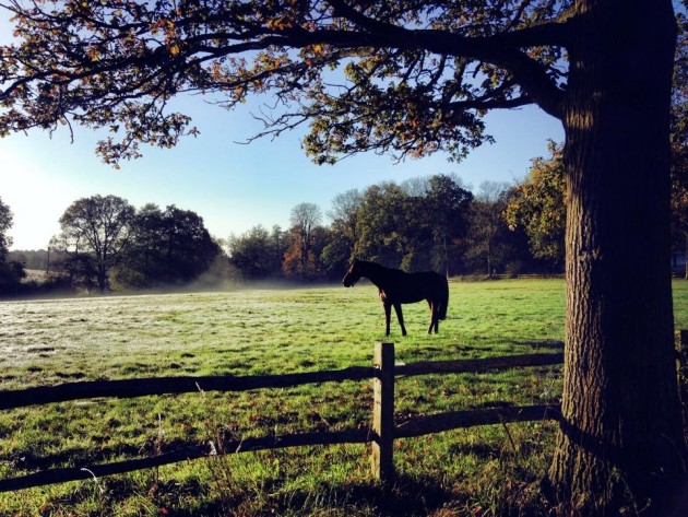 Hilly-field-e1450189577900.jpeg