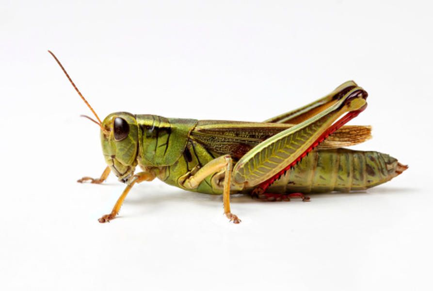 Diners indulge in various insects at pop-up &amp;#039;pestaurant&amp;#039;