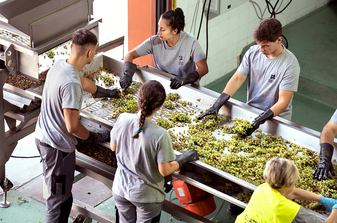 Five people in grey Cuatro Rayas at a metal sorting table, picking up white grapes and sorting through them