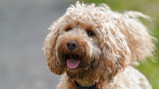 Cockapoo