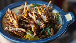 deep fried crickets