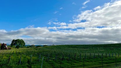 A vineyard in Paso Robles, California, in the late afternoon with blue sky and large puffy white clouds in the background