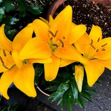 yellowish orange potted day lily flowers after a rain 