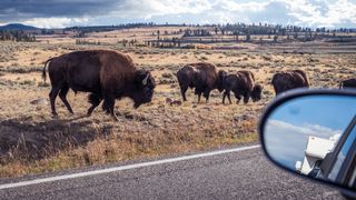 Bison at Yellowstone National Park, seen from inside car