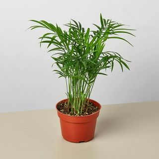 Parlor Palm - 4 inch Pot