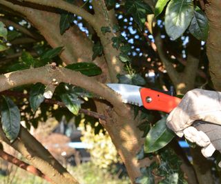 Removing a branch of a viburnum using a folding pruning saw