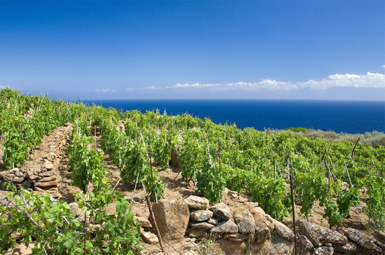 Maremma-Toscanas-coastal-vineyards.-Credit-Consorzio-Vini-Maremma-Toscana.jpg