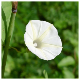 A close-up of a blooming moonflower 