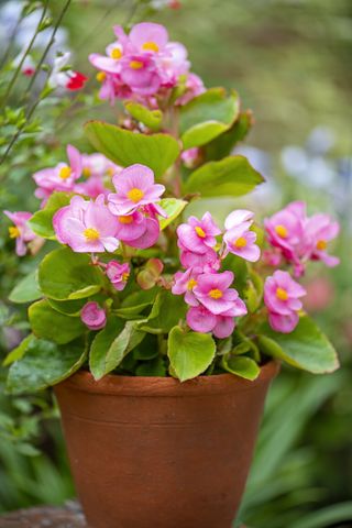 A pink begonia plant in a terracotta pot