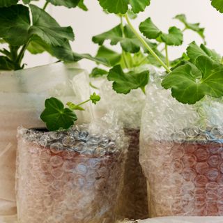 Potted pants wrapped in bubble wrap