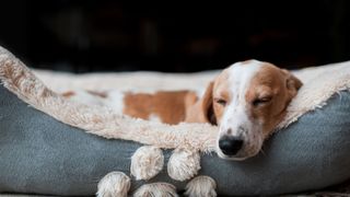 Cute dog falling asleep in bed — Best pet accessories