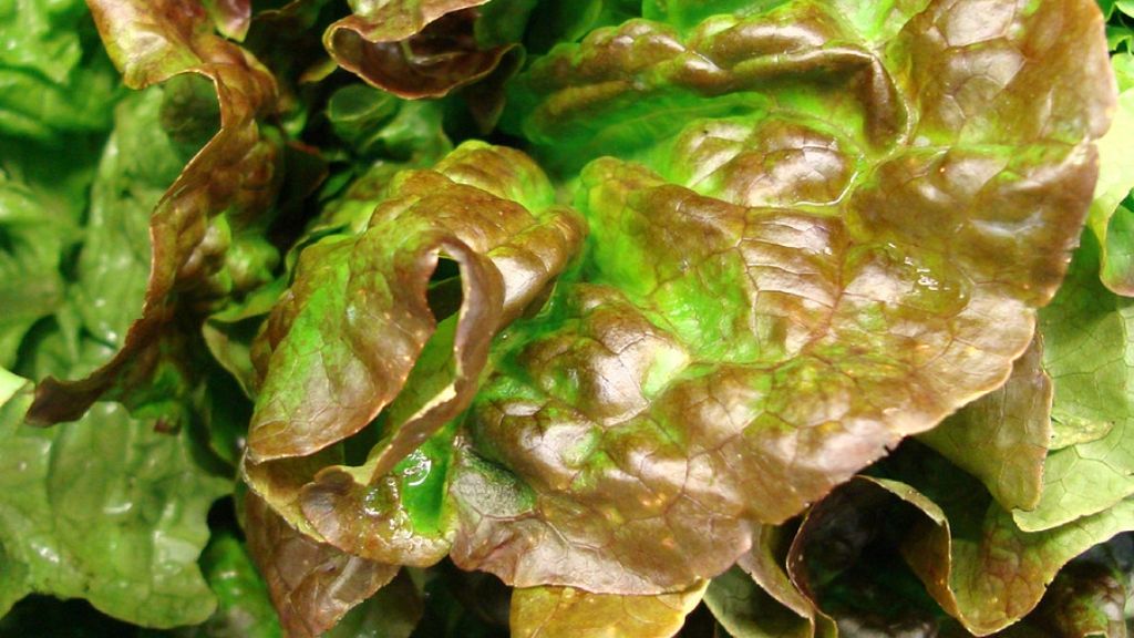 close up of red leafed lettuce 