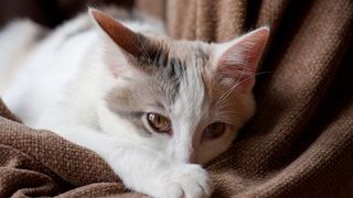 cat losing weight: causes and treatment