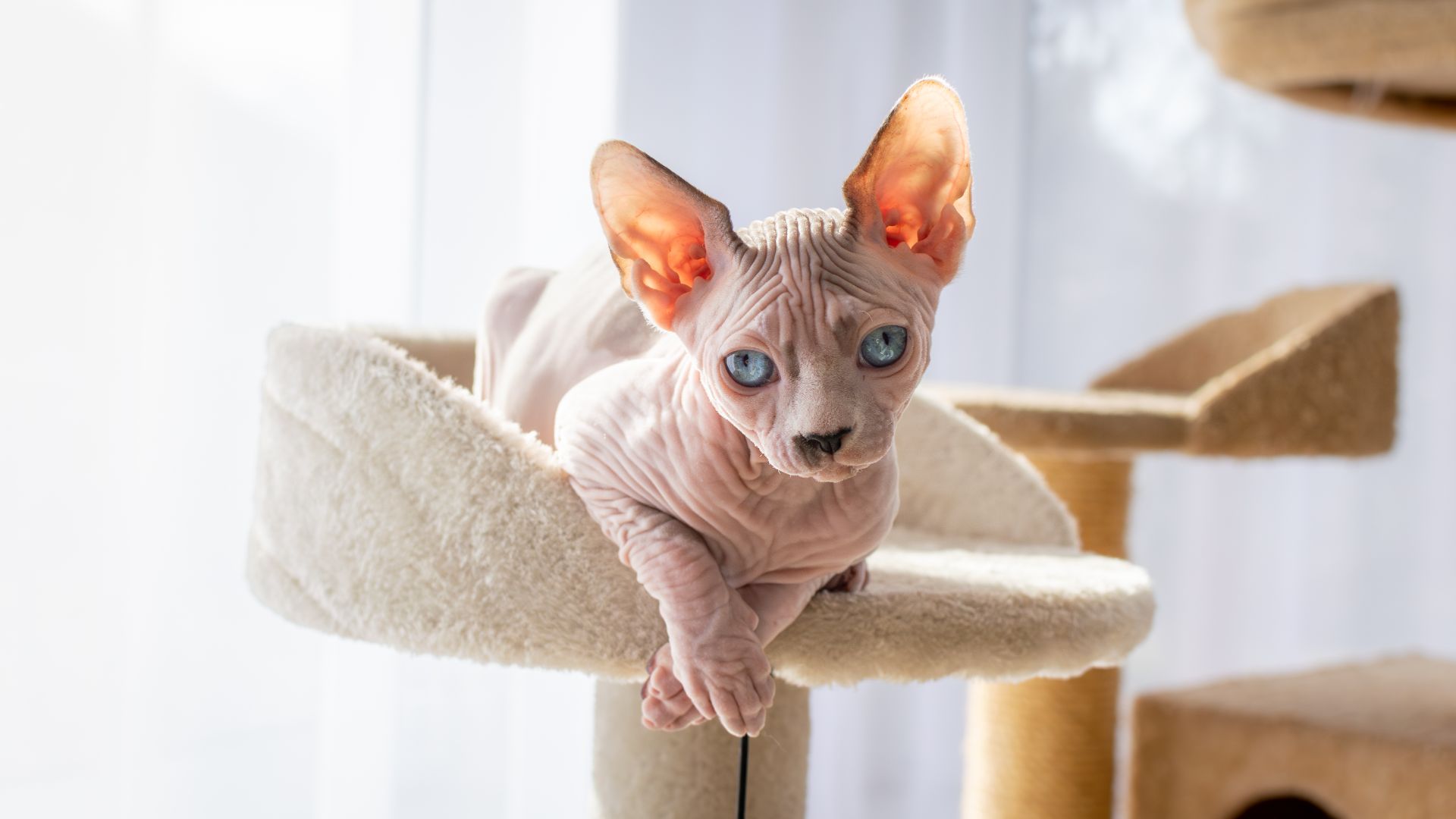 pink skinned sphynx in cat tree bed