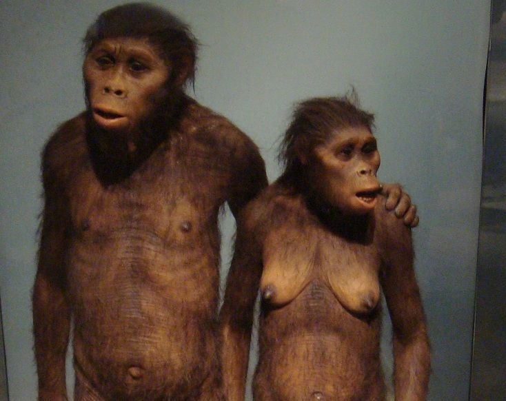 human, humanoid, hominid, ancient human, human ancestor, Australopithecus afarensis, walking, bipedalism