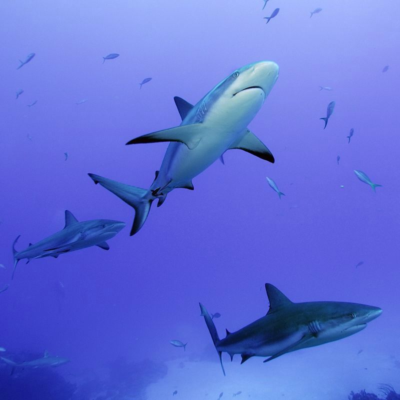 reef shark photograph, shark images, reef shark researchers, swimming with sharks, diving photographs, diving with sharks, animal news