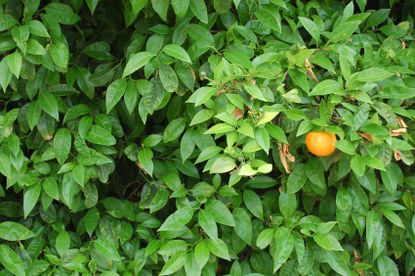 Orange Tree With Single Fruit