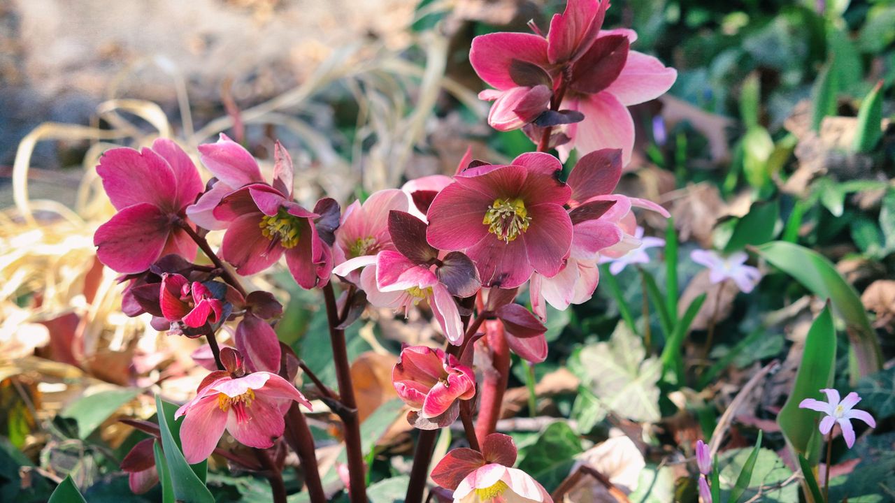 Hellebores in bloom