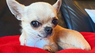 Teacup dog breeds: Teacup Chihuahua