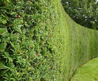 yew hedge
