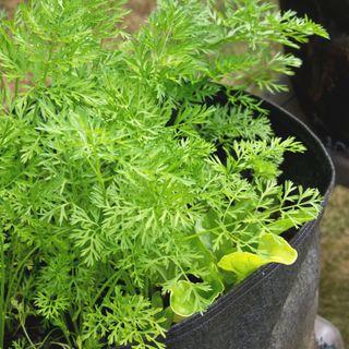 Carrots growing in a fabric pot in a home garden