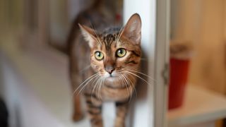 Toyger