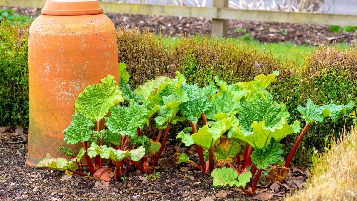 Avoid this common mistake when growing rhubarb | Gardeningetc