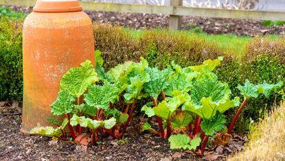 rhubarb growing in a garden