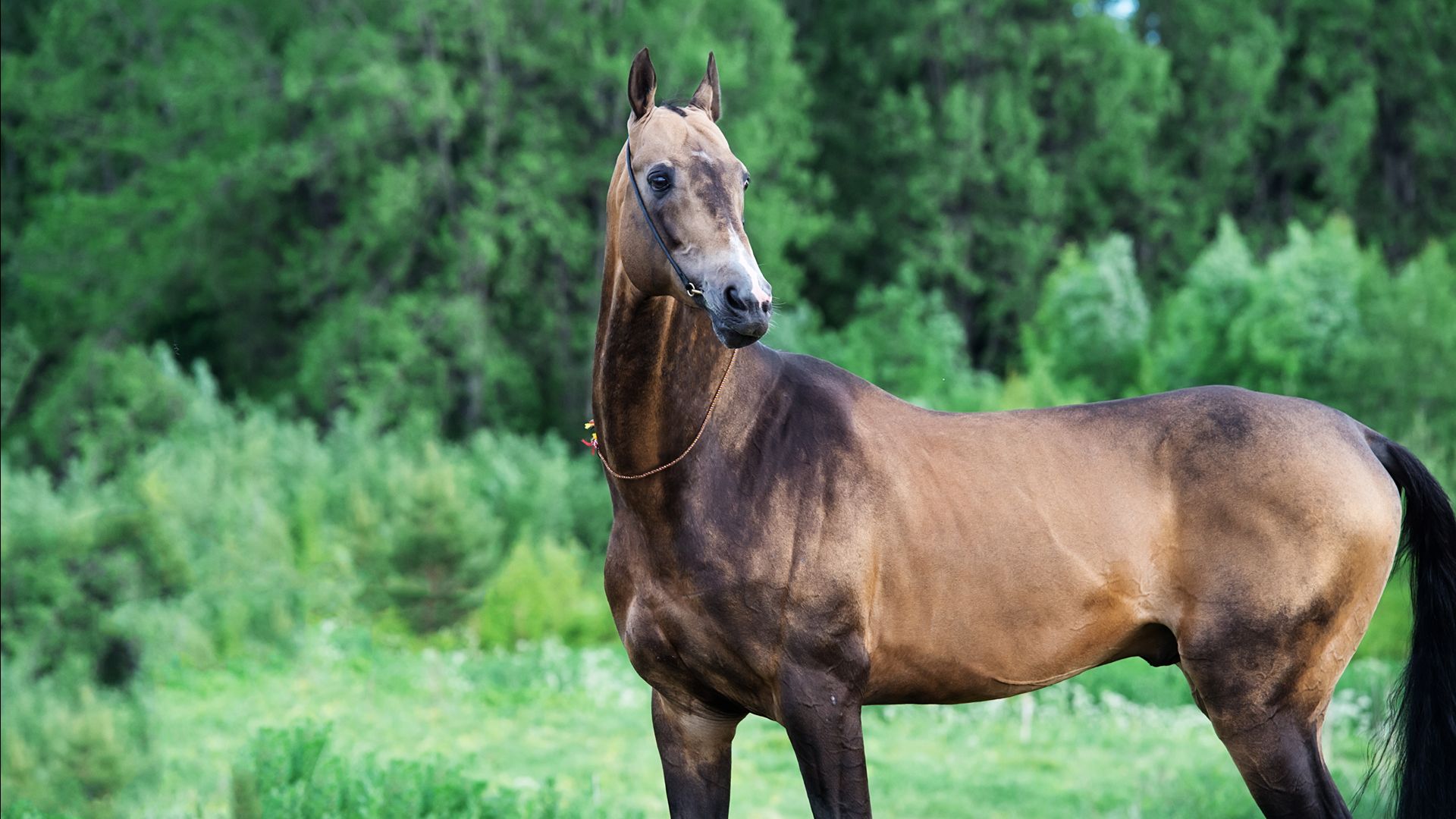akhal-teke