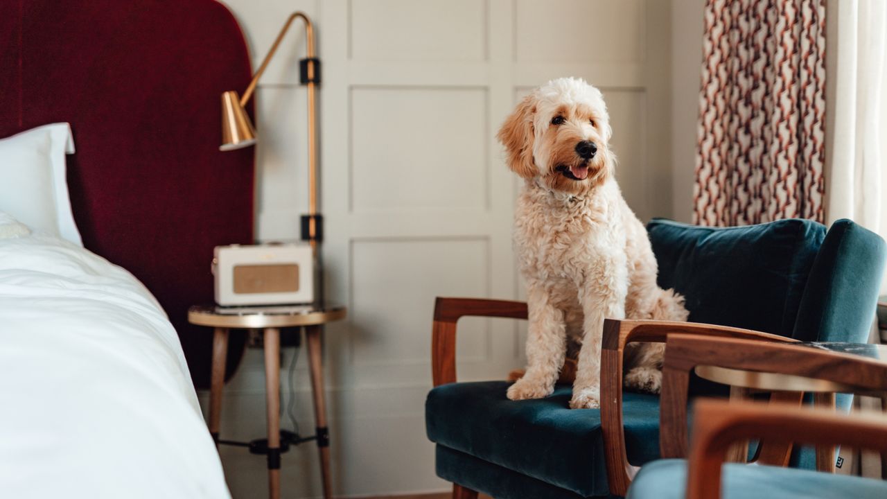 A fluffy dog sat on a chair by a bed