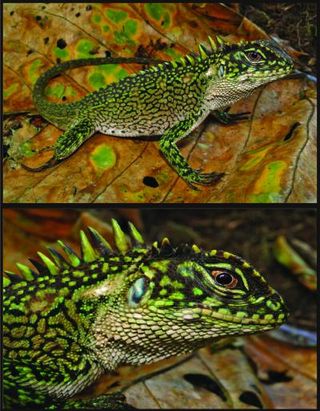 A male of the newly described woodlizard Enyalioides binzayedi.