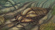 An illustration of two trilobites (Olenoides serratus) mating on the seafloor during the Cambrian period, with the male (top) hugging the female below.