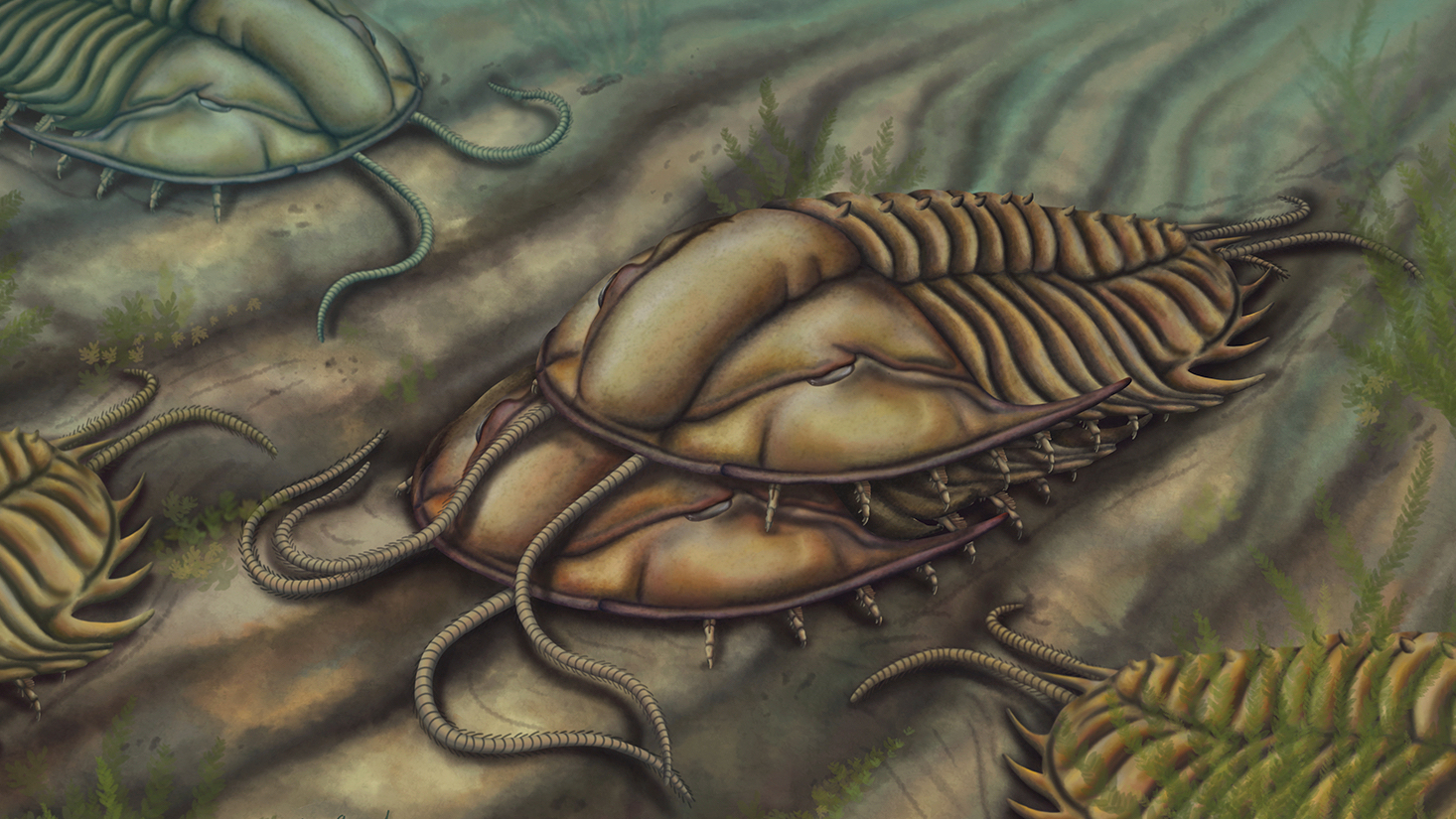 An illustration of two trilobites (Olenoides serratus) mating on the seafloor during the Cambrian period, with the male (top) hugging the female below.