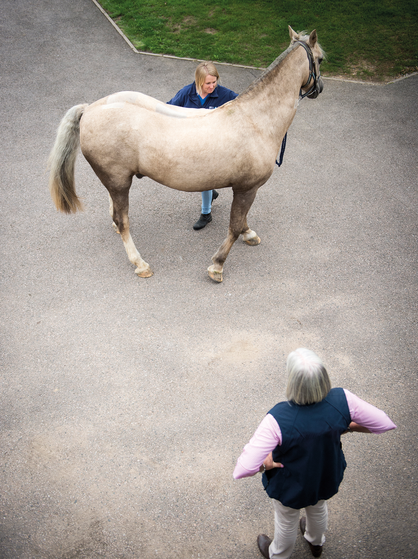 Vet (Karen Coombe) checking and examining a horse; turning a circle; feeling its back; looking at its feet