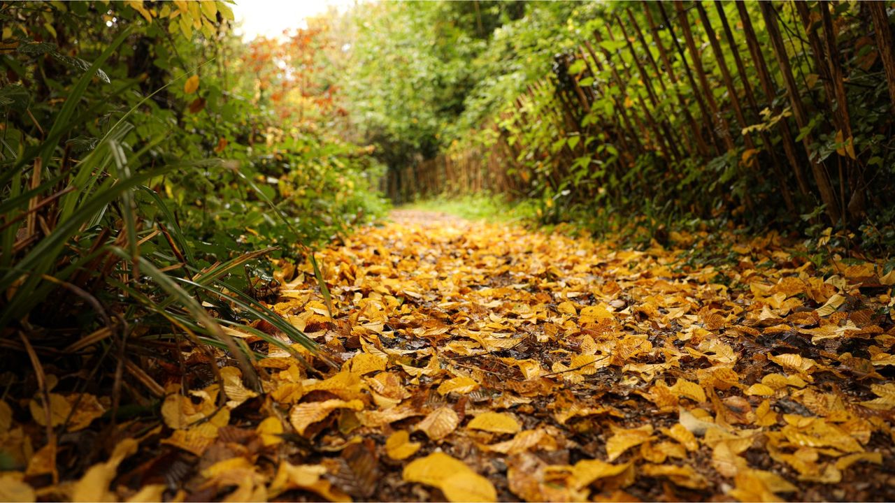 Example image of autumn leaves on a dirt track