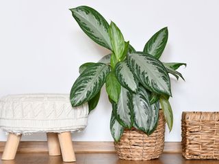 Aglaonema Silver Bay Chinese evergreen plant in basket planter