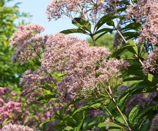 Hollow-stem Joe-pye weed in flower