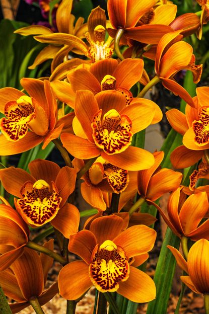 Orange Cymbidium Orchids