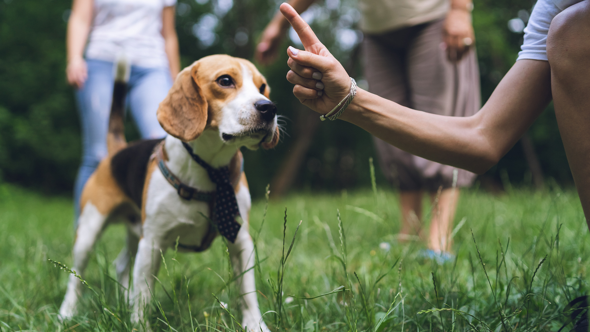 Owner wagging finger at dog