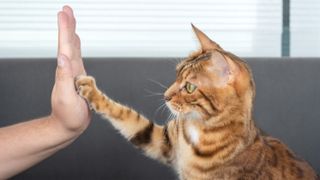 Bengal giving owner high-five