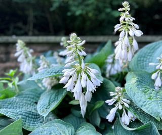 Flowering hosta