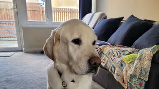 Guide dog Sherpa in a living room in 24/7 Pet Hospital
