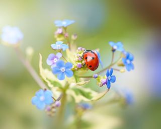 Beneficial beetle: ladybird