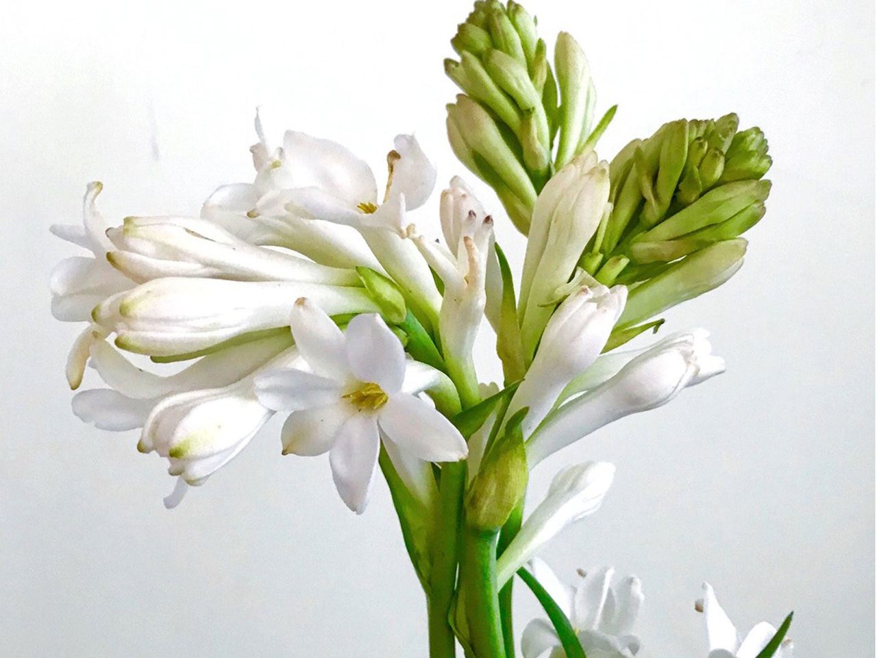 Indoor Tuberose Houseplant