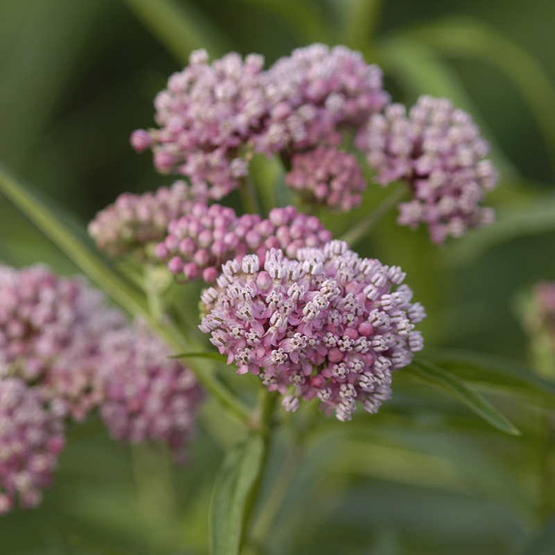 Cinderella Swamp Milkweed
