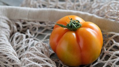 fresh variety of juicy tomato 