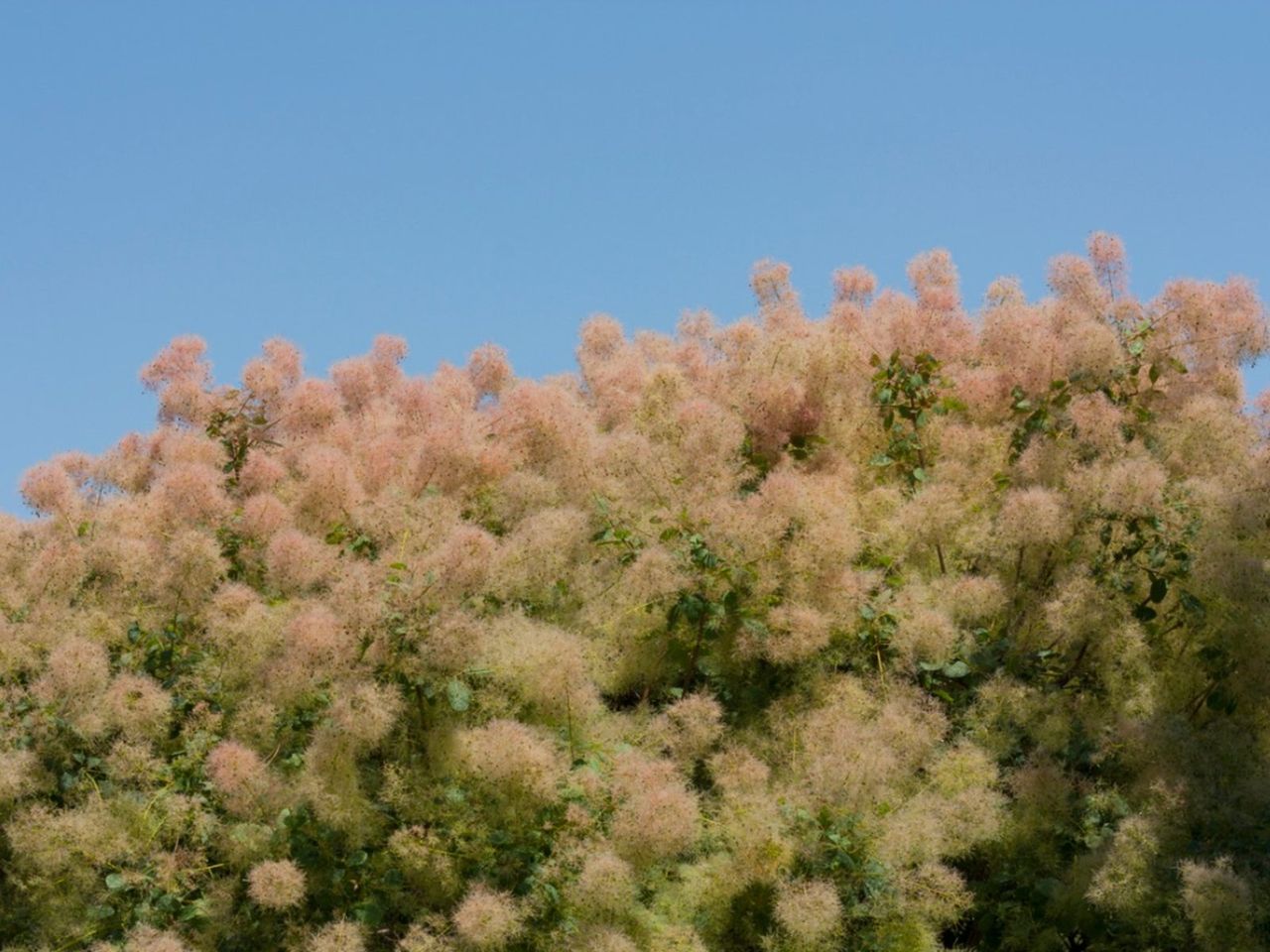 Large Puffy Smoke Tree